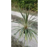 Cordyline australis 'Torbay Dazzler'