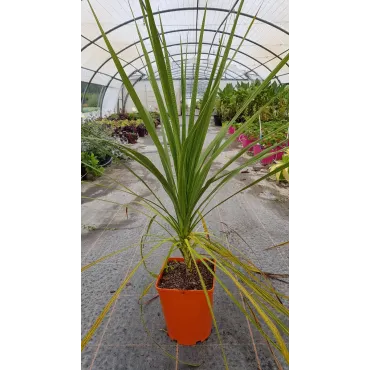 Cordyline australis