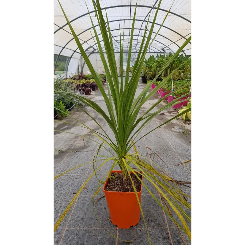 Cordyline australis