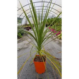 Cordyline australis