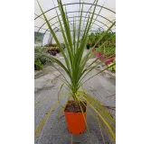 Cordyline australis