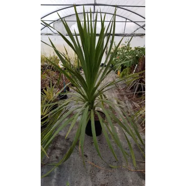 Cordyline australis