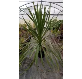 Cordyline australis