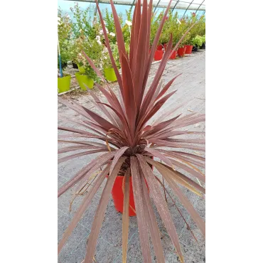 Cordyline australis ' Red Star'