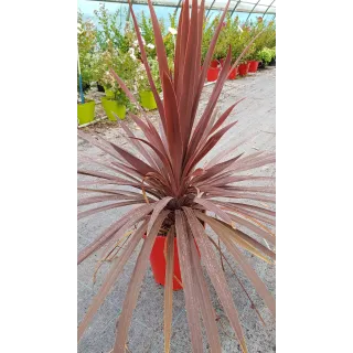 Cordyline australis ' Red Star'