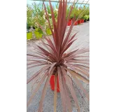 Cordyline australis ' Red Star'