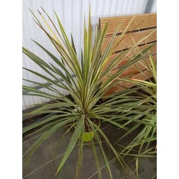 Cordyline australis 'Torbay Dazzler'