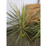 Cordyline australis 'Torbay Dazzler'