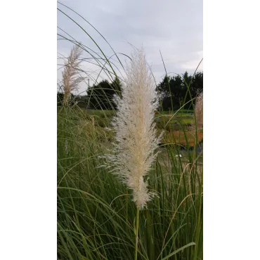 Cortaderia selloana 'Argentea'