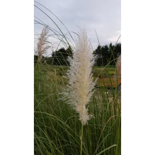 Cortaderia selloana 'Argentea'