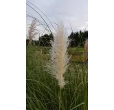 Cortaderia selloana 'Argentea'