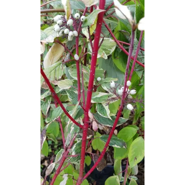 Cornus alba 'Elegantissima'