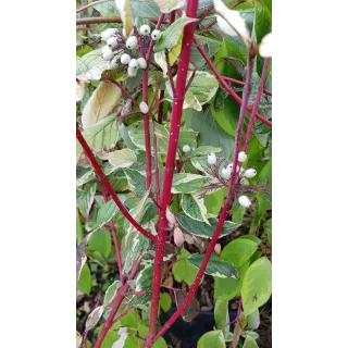 Cornus alba 'Elegantissima'