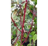 Cornus alba 'Elegantissima'