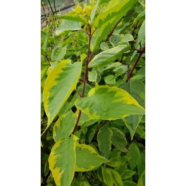 Cornus alba 'Gouchaultii'