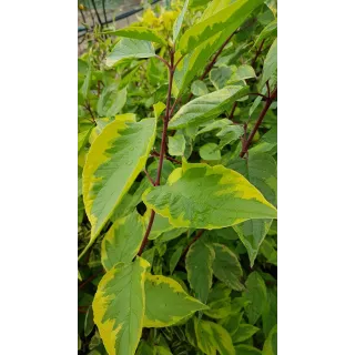 Cornus alba 'Gouchaultii'