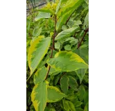 Cornus alba 'Gouchaultii'