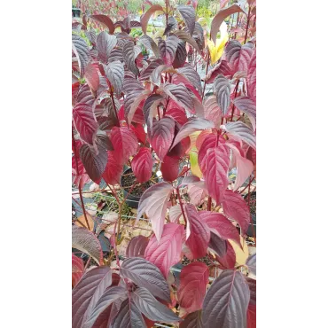 Cornus alba 'Sibirica'