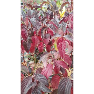 Cornus alba 'Sibirica'