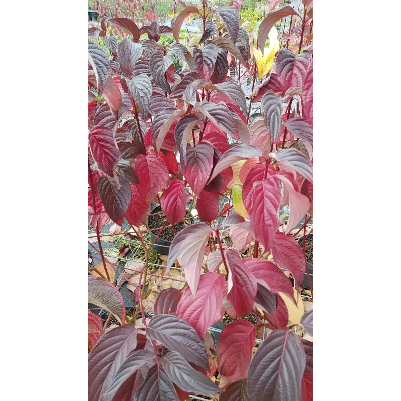 Cornus alba 'Sibirica'