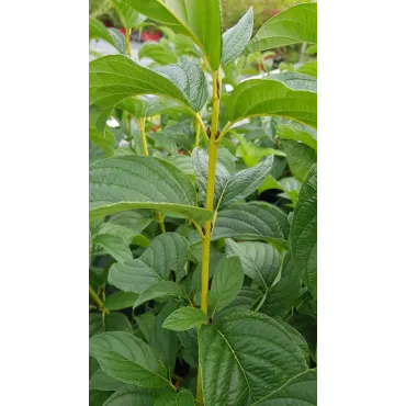 Cornus stolonifera 'Flaviramea'