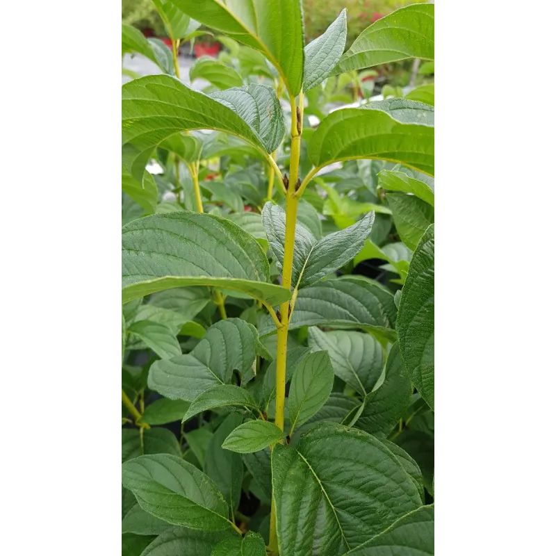 Cornus stolonifera 'Flaviramea'