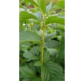 Cornus stolonifera 'Flaviramea'