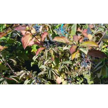 Cornus sanguinea