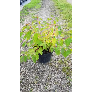 Cornus sanguinea 'Anny's Winter Orange'