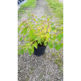 Cornus sanguinea 'Anny's Winter Orange'