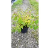 Cornus sanguinea 'Anny's Winter Orange'