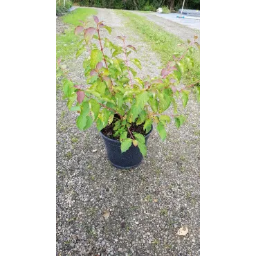 Cornus sanguinea 'Midwinter Fire'