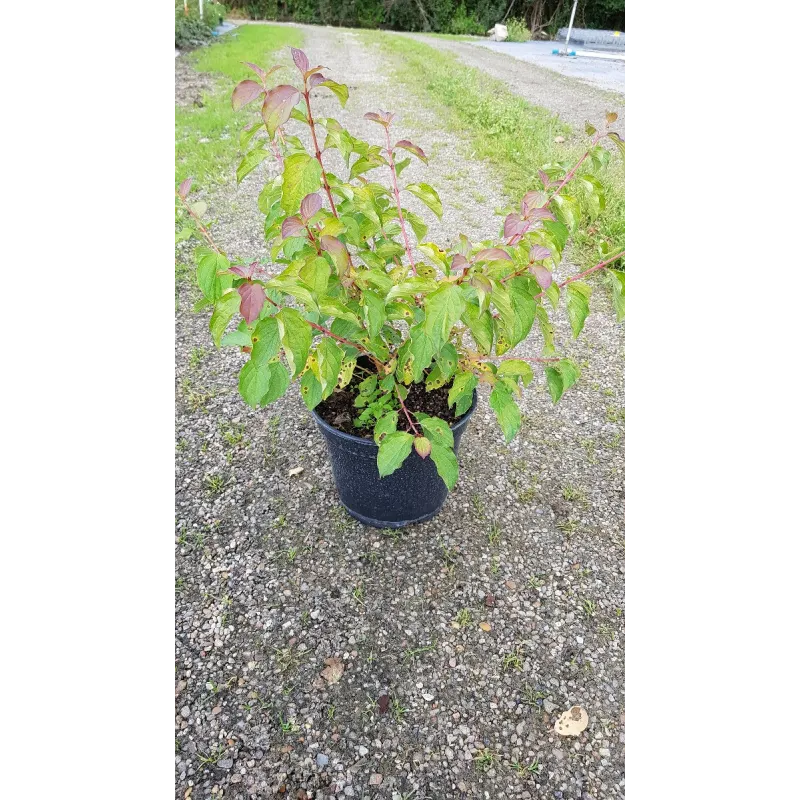 Cornus sanguinea 'Midwinter Fire'