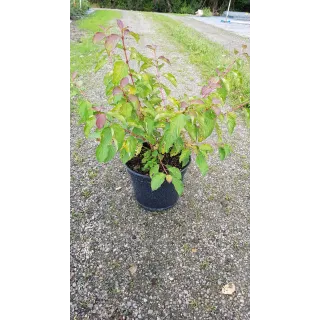 Cornus sanguinea 'Midwinter Fire'