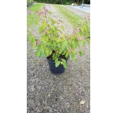 Cornus sanguinea 'Midwinter Fire'