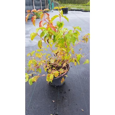 Cornus sanguinea 'Midwinter Fire'