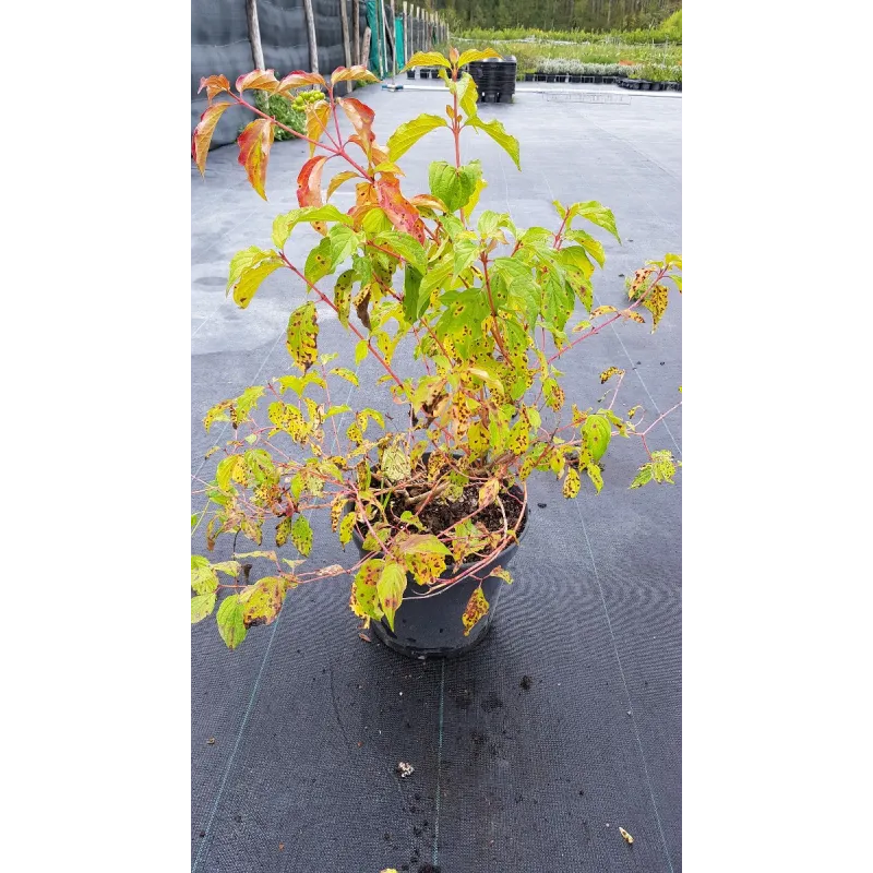 Cornus sanguinea 'Midwinter Fire'