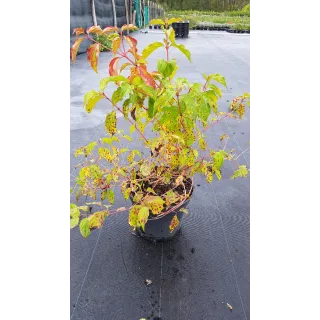 Cornus sanguinea 'Midwinter Fire'