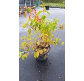 Cornus sanguinea 'Midwinter Fire'