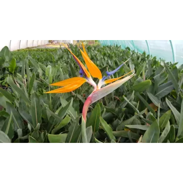 Strelitzia reginae en boutons/fleurs