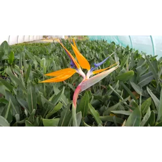 Strelitzia reginae en boutons/fleurs