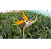 Strelitzia reginae en boutons/fleurs