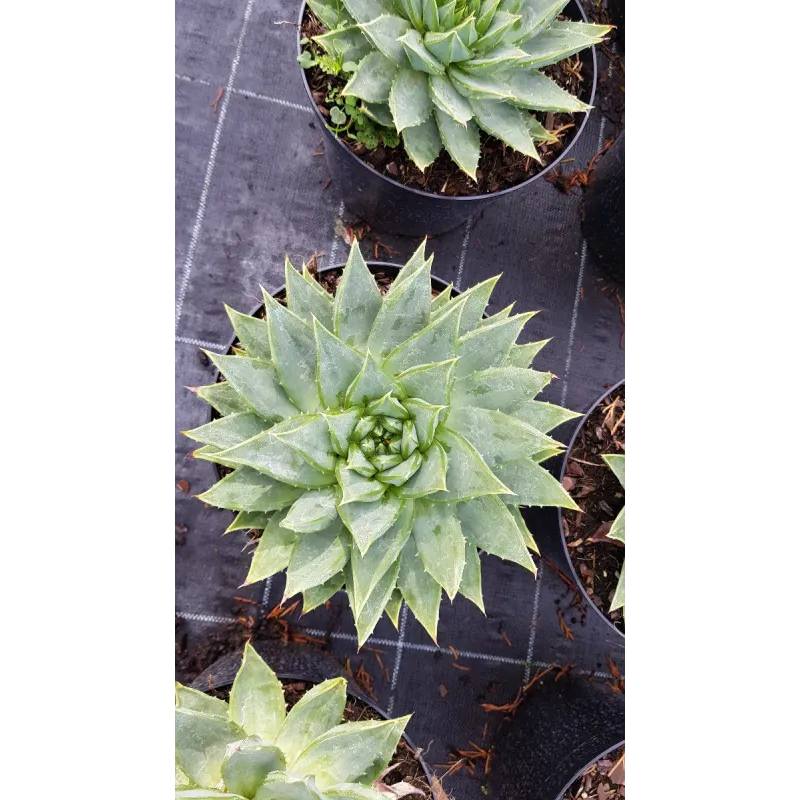 Aloe polyphylla