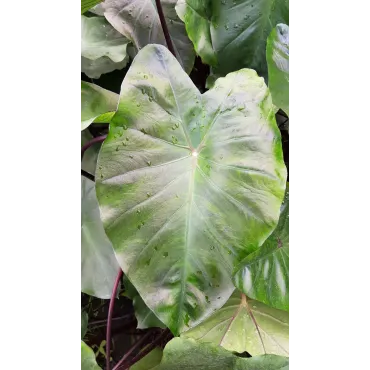 Colocasia esculenta 'Black Magic'