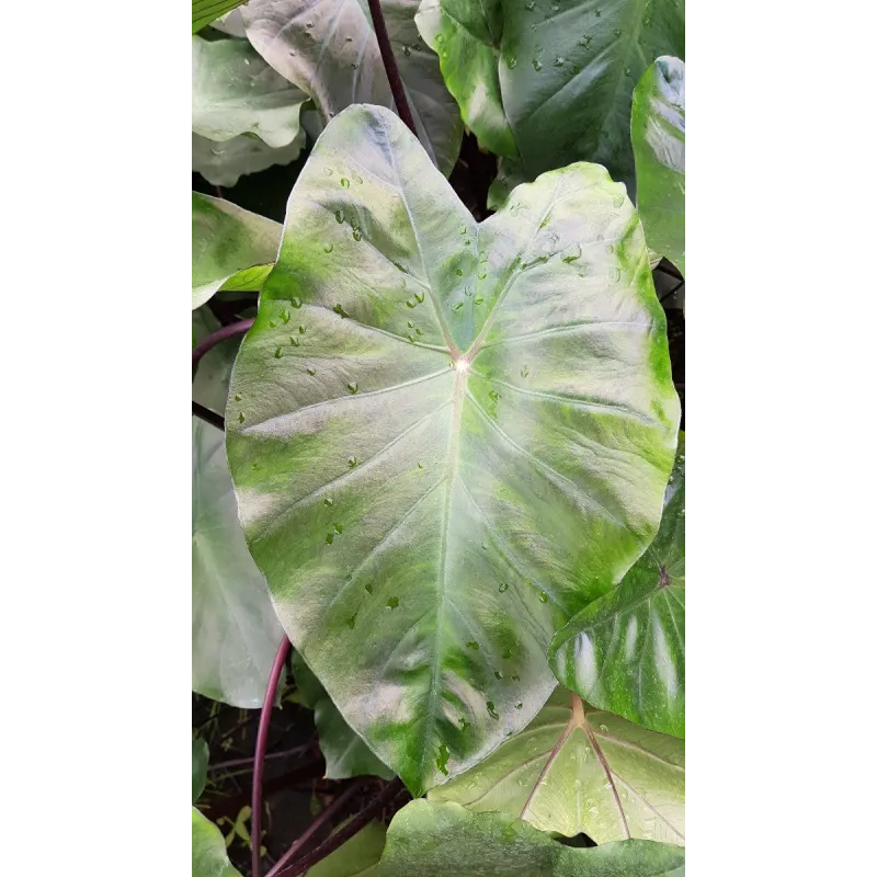 Colocasia esculenta 'Black Magic'