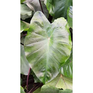 Colocasia esculenta 'Black Magic'