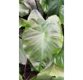 Colocasia esculenta 'Black Magic'