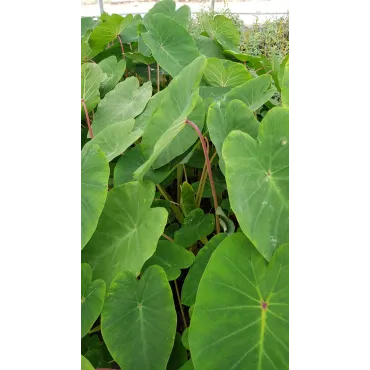 Colocasia esculenta 'Pink China'