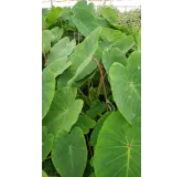 Colocasia esculenta 'Pink China'