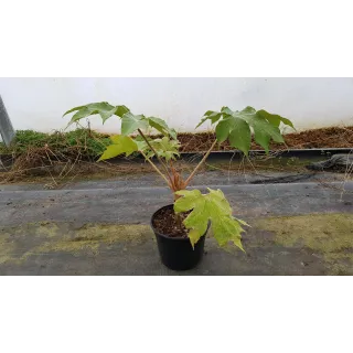 Tetrapanax papyrifera 'Rex'